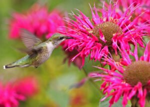 attract humming birds in los angeles