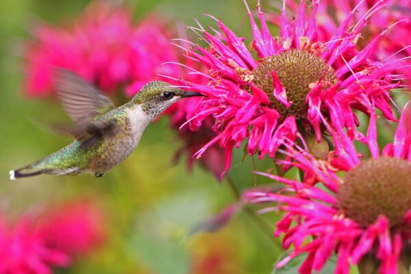 attract humming birds in los angeles