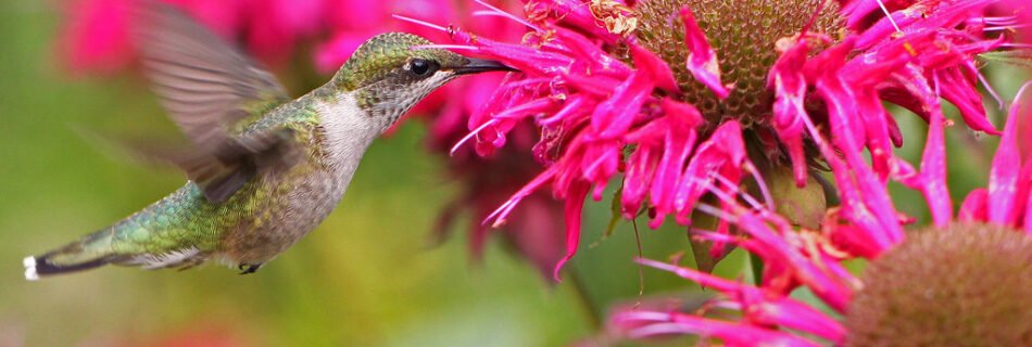 attract humming birds in los angeles