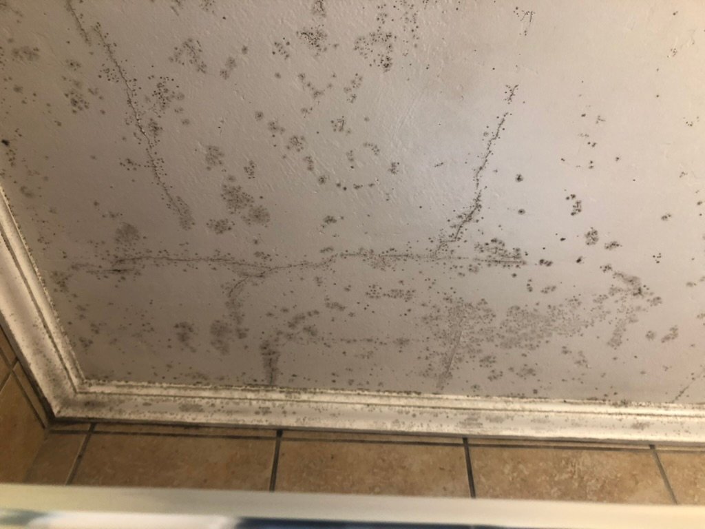 erin's tidy cleaning co does mold removal services in Los Angeles